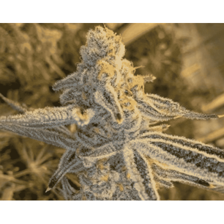 Platinum Jelly | Feminised, Indoor