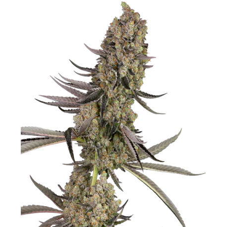 Vlad the Inhaler | Feminised, Indoor & Outdoor