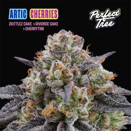 Arctic Cherries  | Feminised, Indoor & Outdoor