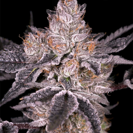 Black Oishii   | Feminised, Indoor & Outdoor