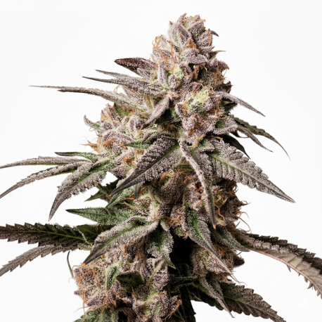 Slush Mint Cake  | Feminised, Indoor & Outdoor