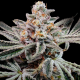 Sticky Glove  | Feminised, Indoor & Outdoor