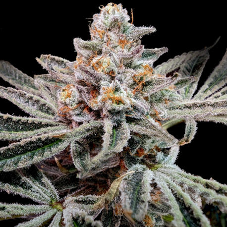 Sticky Glove  | Feminised, Indoor & Outdoor