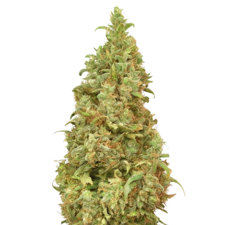 THC-Victory  | Feminised, Indoor