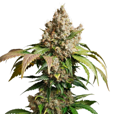 Auto Red Tropicana Cookies | Feminised, Auto, Indoor & Outdoor