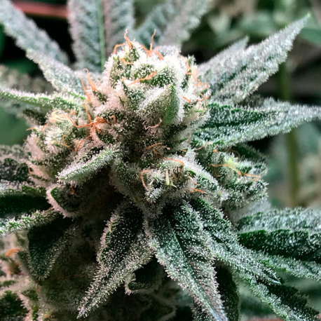 Sublimator Auto | Feminised, Auto, Indoor & Outdoor