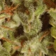 Collection Pack Sativa Champions | Feminised, Indoor & Outdoor